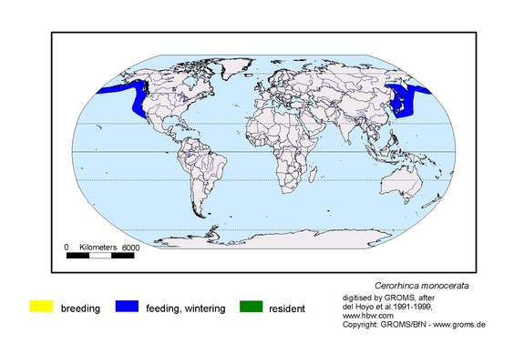 Verbreitungskarte von Cerorhinca monocerata