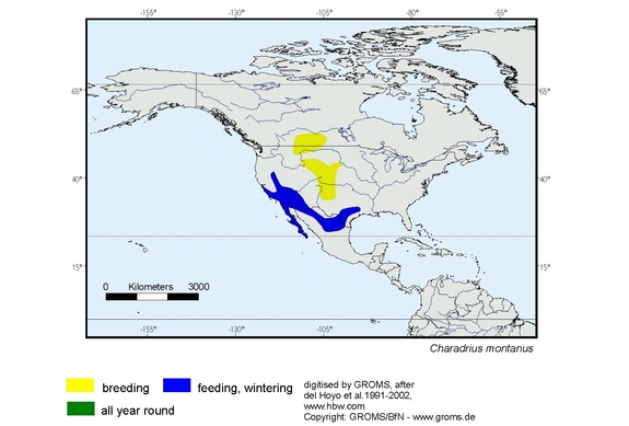 Verbreitungskarte von Charadrius montanus
