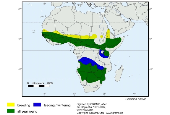 Verbreitungskarte von Coracias naevia