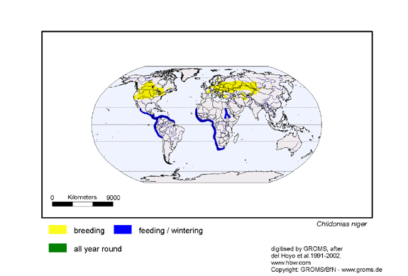 Verbreitungskarte von Chlidonias niger