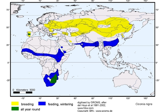Verbreitungskarte von Ciconia nigra