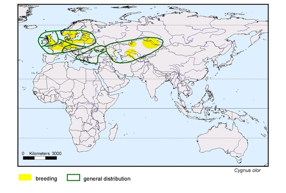 Verbreitungskarte von Cygnus olor