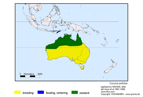 Verbreitungskarte von Cuculus pallidus