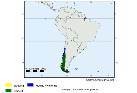 Verbreitungskarte von Colorhamphus parvirostris