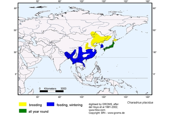 Verbreitungskarte von Charadrius placidus