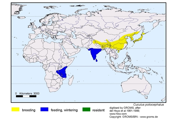 Verbreitungskarte von Cuculus poliocephalus