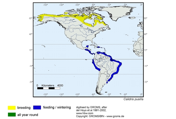 Verbreitungskarte von Calidris pusilla