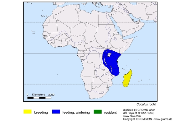 Verbreitungskarte von Cuculus rochii