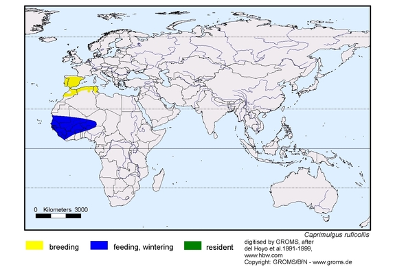 Verbreitungskarte von Caprimulgus ruficollis