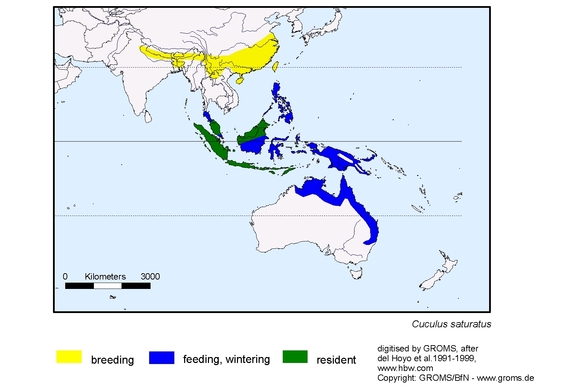 Verbreitungskarte von Cuculus saturatus