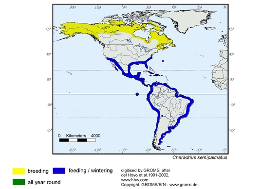 Verbreitungskarte von Charadrius semipalmatus