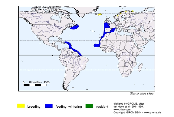 Verbreitungskarte von Stercorarius skua