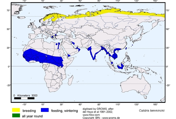 Verbreitungskarte von Calidris temminckii