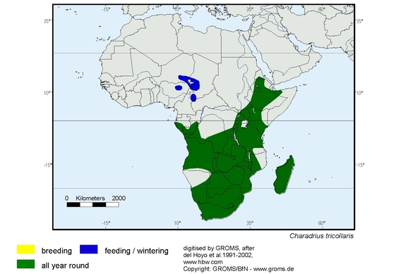 Verbreitungskarte von Charadrius tricollaris
