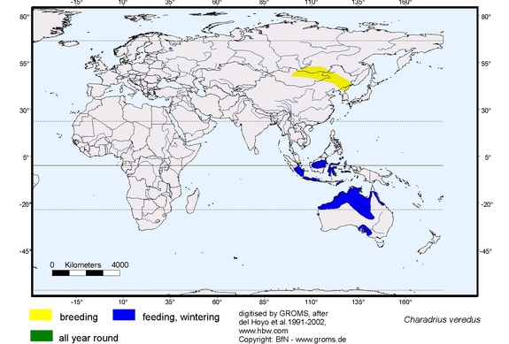 Verbreitungskarte von Charadrius veredus