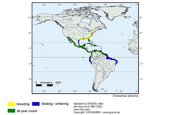 Verbreitungskarte von Charadrius wilsonia