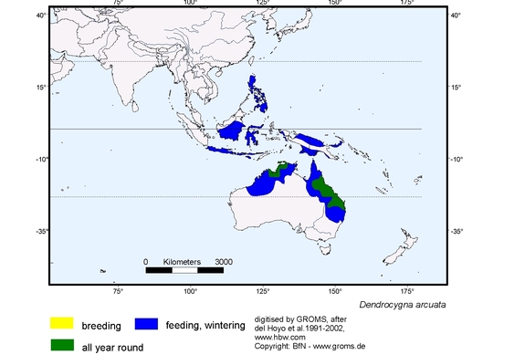 Verbreitungskarte von Dendrocygna arcuata