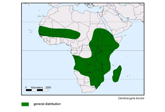 Verbreitungskarte von Dendrocygna bicolor