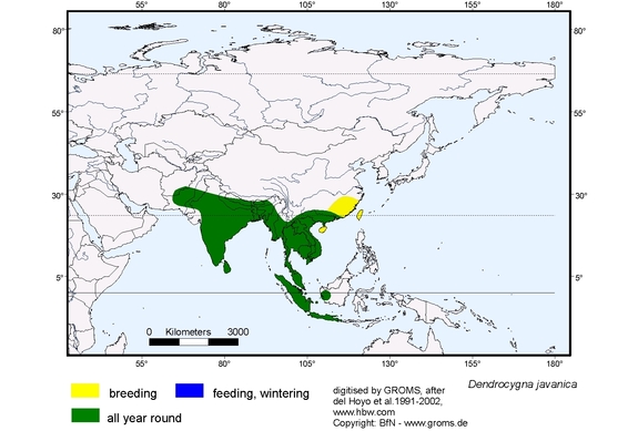Verbreitungskarte von Dendrocygna javanica