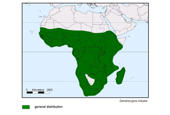 Verbreitungskarte von Dendrocygna viduata