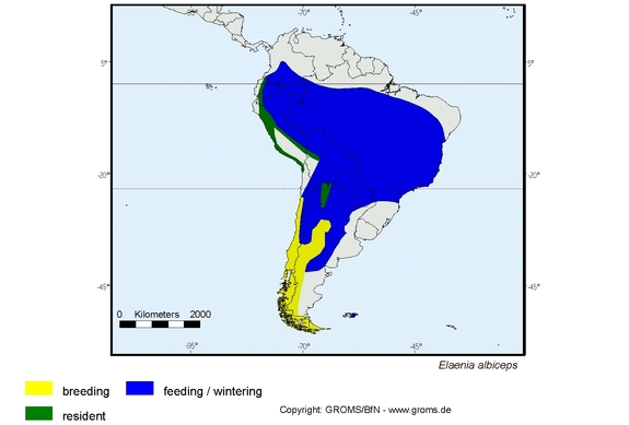 Verbreitungskarte von Elaenia albiceps