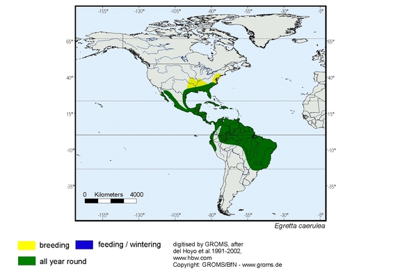 Verbreitungskarte von Egretta caerulea