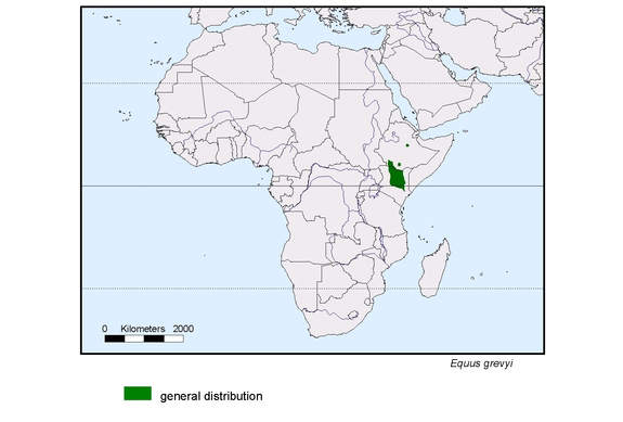 Verbreitungskarte von Equus grevyi
