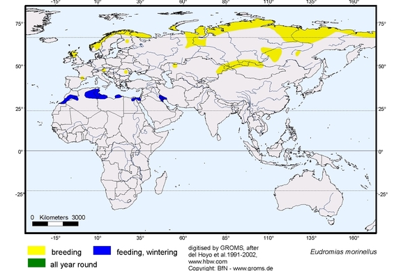 Verbreitungskarte von Eudromias morinellus