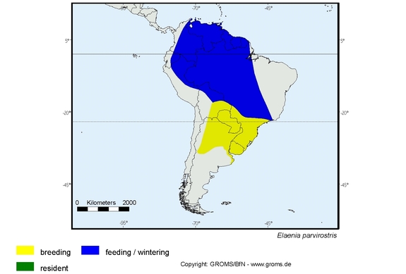 Verbreitungskarte von Elaenia parvirostris