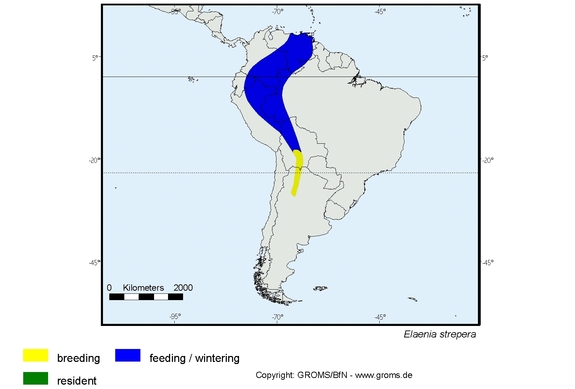 Verbreitungskarte von Elaenia strepera