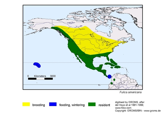 Verbreitungskarte von Fulica americana