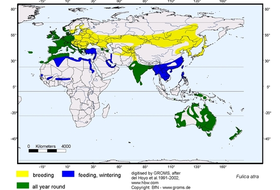 Verbreitungskarte von Fulica atra