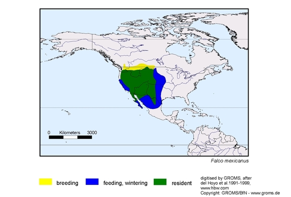 Verbreitungskarte von Falco mexicanus