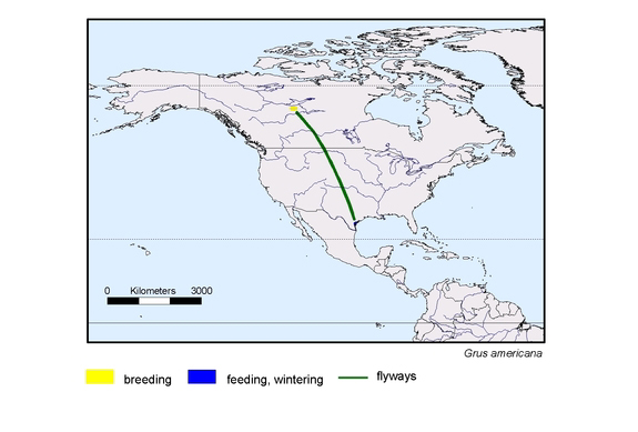 Verbreitungskarte von Grus americana
