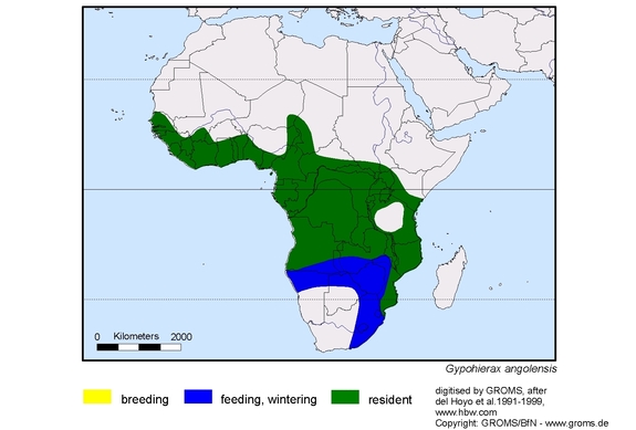 Verbreitungskarte von Gypohierax angolensis