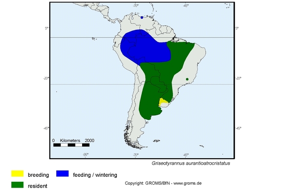 Verbreitungskarte von Griseotyrannus aurantioatrocristatus