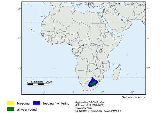 Verbreitungskarte von Geronticus calvus
