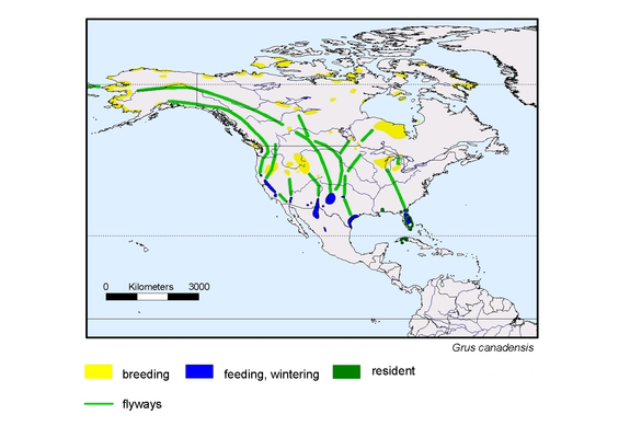 Verbreitungskarte von Grus canadensis
