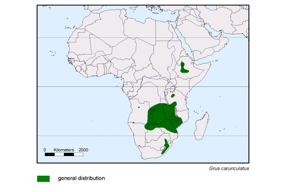 Verbreitungskarte von Grus carunculatus