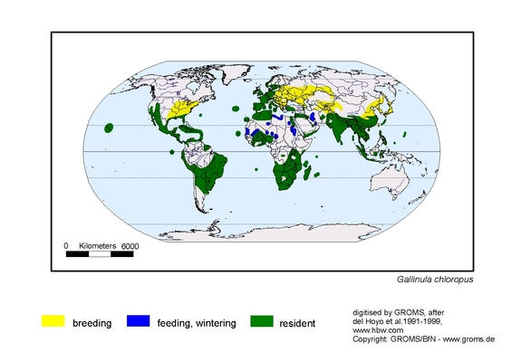 Verbreitungskarte von Gallinula chloropus