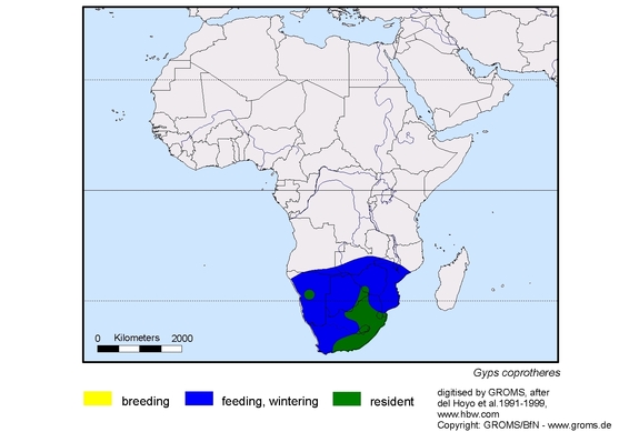 Verbreitungskarte von Gyps coprotheres