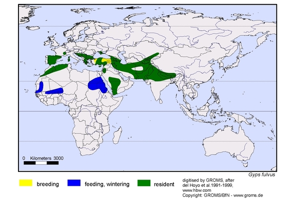 Verbreitungskarte von Gyps fulvus