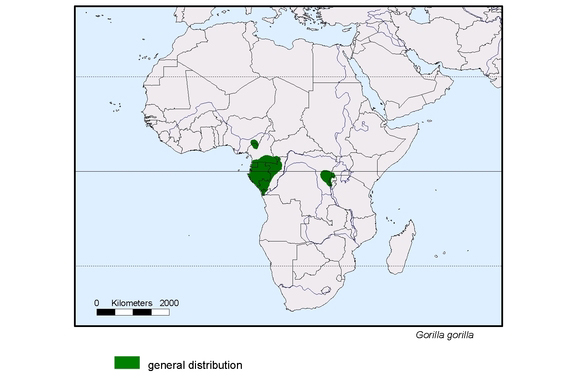 Verbreitungskarte von Gorilla gorilla