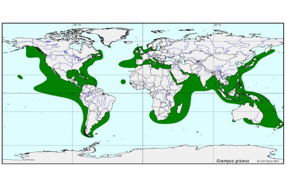 Verbreitungskarte von Grampus griseus