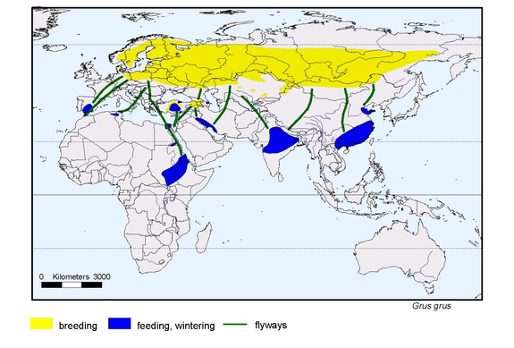 Verbreitungskarte von Grus grus
