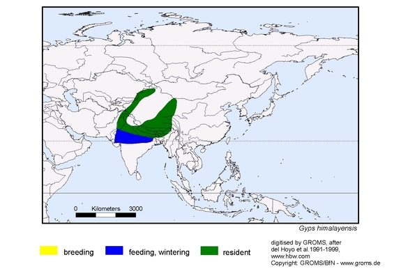 Verbreitungskarte von Gyps himalayensis