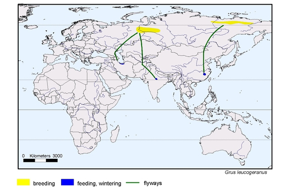 Verbreitungskarte von Grus leucogeranus