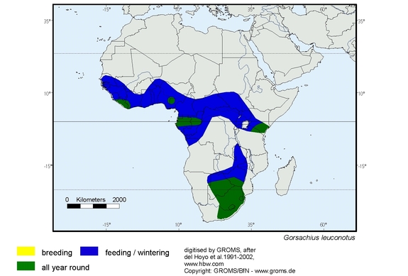 Verbreitungskarte von Gorsachius leuconotus
