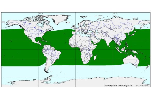 Verbreitungskarte von Globicephala macrorhynchus