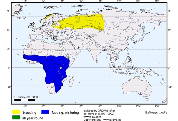Verbreitungskarte von Gallinago media